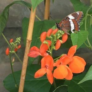 Meet your Posher, Iris